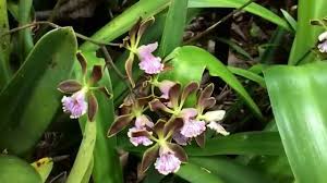 Check spelling or type a new query. Encyclia Tampensis Shefalitayal