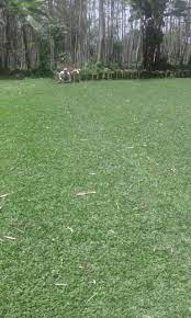 Tetap siram rumputnya, apalagi jika baru saja ditanam. Rumput Jepang Vs Rumput Gajah Mini Manakah Yang Lebih Baik Tahun 2021 Rumput Taman Malang