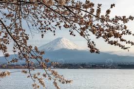 Beautiful Mount Fuji And Cherry Blossoms In Spring Japan Stock Photo