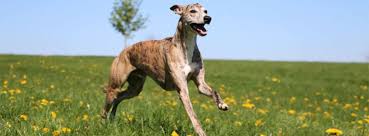 How Much Exercise Do Whippets Need From Puppies To Adults