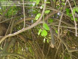 Image result for Cordia pilosissima