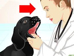 Dies erfolgt zunächst mit dem finger: Was Du Gegen Dunnen Stuhlgang Beim Hund Tun Kannst Wikihow