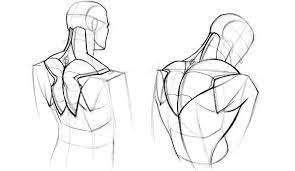 Includes latissimus dorsi, the trapezius, levator scapulae and the rhomboids. Back Muscles Drawing Reference Novocom Top