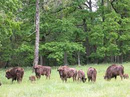 Dank strenger schutzmaßnahmen leben heute wieder rund 1500 wisente in dem naturnahen grenzgebiet. Das Naturschutzgebiet Bialowieza Urwald Topliste Der Sehenswurdigkeiten Sehenswurdigkeiten Reisen Und Tourismus In Belarus Yesbelarus Com