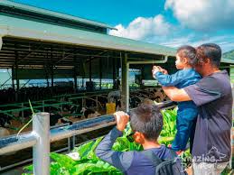 Bhd.'s business includes deal in all kinds of vegetables, fruits and other food products. Kinabalu Park With Rumah Terbalik Desa Cow Farm Amazing Borneo Tours Amazing Borneo Tours