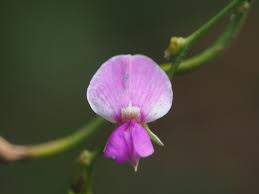 Image result for Rhynchosia tricuspidata