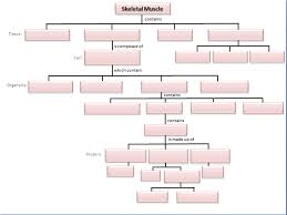 The sympathetic nerves are connected with the circumpharyngeal connective. Solved Complete The Flow Chart With The Following Terms Chegg Com