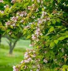 Golden Beauty Bush For Sale Kolkwitzia Amabilis Maradco Canada