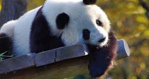 Animals often fall into ridiculous situations, and sometimes these situations get caught by camera lens. 6 Animals No Longer On The Endangered Species List The Good Life Blog