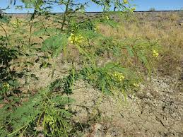 Image result for Sesbania sericea