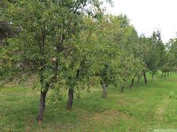 Lots of reasons which include, limited free tree warranty, mostly free delivery, bulk tree order discounts, we. How To Buy Fruit Trees 13 Steps With Pictures Wikihow