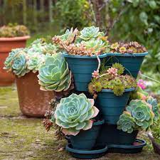 Works great in a hanging basket or potted feature plant. Sempervivum Seed Hens And Chicks Ground Cover Seeds
