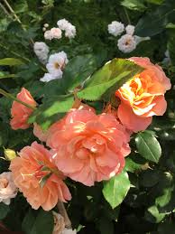 Image result for Margaretta rosea