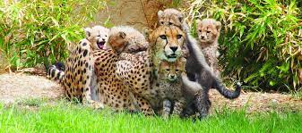 No jardim zoológico, vai poder viajar pelo mundo, sem sair de lisboa. Jardim Zoologico De Lisboa Jornal Das Viagens