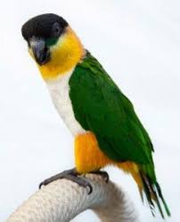 Black Birds You Can Have As Pets Caique Personality Food Care Pet Birds By Lafeber Co Pet Birds Caique Parrot Parrot Pet