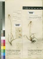 Image result for Kyllinga alba