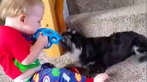 Baby And Dog Fun And Fails Funny Baby Video Funandfails Funnyvideo Funnyfails Failmoments Fails Funnybaby C Funny Babies Funny Dog Videos Dog Fails