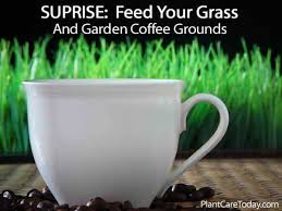 Using coffee grounds in the garden. Should You Feed Coffee Grounds For Grass And Garden
