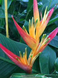 They have evolved to create splits along their lateral leaf seams to allow the wind to pass by. Pin By Angela On Rain Forest Jungle Heliconia Flower Jungle Flowers Strange Flowers