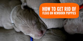 Flea treatments for your house. How To Get Rid Of Fleas On Newborn Puppies Treatment Faqs