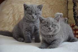 british shorthair ingiliz kedisi irk analizi ve ozellikleri
