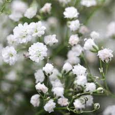 Check spelling or type a new query. Gypsophila Paniculata Baby S Breath White Baby S Breath Plant Babys Breath Flowers Gypsophila