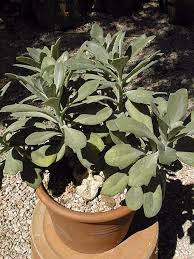 Image result for Kleinia fulgens