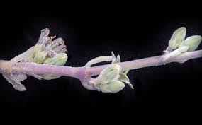 Image result for Raphionacme lanceolata