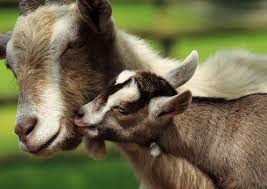 Baa Baa Mama Goats Remember Their Babies Cries Goats Funny Mother And Baby Animals Animals