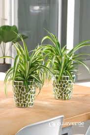 Pin En Plantas Interior