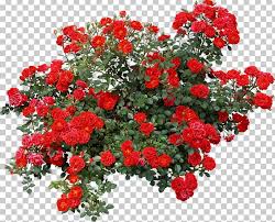 Offered in a wonderful array of blossom shapes and colors, rose trees can accent any home or landscape. Shrub Rose Tree Png Clipart Annual Plant Cut Flowers Desktop Wallpaper Download Floral Design Free Png