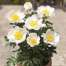 We did not find results for: Plant Profile For Paeonia Dublin Patio Peony Perennial Peonies Garden Solutions Paeonia Lactiflora