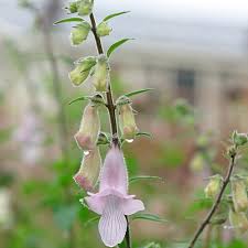 Image result for Ceratotheca