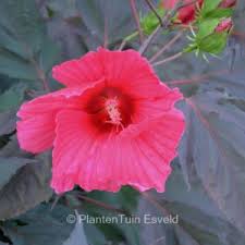 Image result for Hibiscus syriacus Violet Clair Double