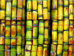 What's the benefit of e10? Make Fuel At Home With Portable Diy Refinery Sugar Cane Sugar Cane Plant Sugarcane
