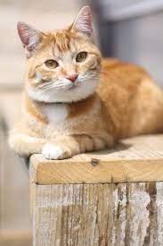 Hello Pretty Orange And White Kitty Via Tumblr Cats Gatos Mascotas Y Gatitos Lindos