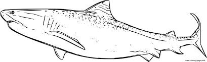 Free printable tiger shark coloring pages in vector format easy to print from any device and automatie280a6 fish page uncategorized. Big Tiger Shark Coloring Pages Printable