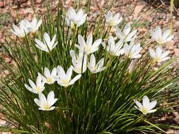Image result for Zephyranthes candida