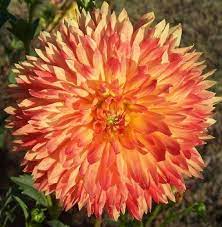 Pin On Dahlias