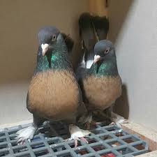 302 Moy Aresei 3 Sxolia Gorkem Yuksel Oyun Kusu Antalya Pigeon Sto Instagram Miro Takim Masallah Asalet Soydan Gelir Pigeon Pigeon Animals