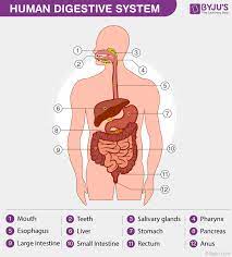 The organs, muscles, and other contents of the torso are supplied by nerves, which mainly originate as nerve roots from the thoracic and lumbar. Human Digestive System Parts Of Digestive System