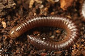 Image result for Cylindropsis