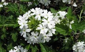Somewhat shrubby plant can grow to 6 feet (1.8m) tall and half as wide v. Snow Flurry Hardy Verbena Grows In Zone 5a 20 To 15 F Through Zone 9b 25 To 30 F Sun Exposure Full Mo Hardy Perennials Perennials Spring Blooms