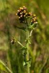 Image result for Eschenbachia gouanii