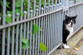 Immer mehr experten und organisationen raten allerdings dazu, katzen (v.a. Hannover Burger Mussen Frei Laufende Katzen Registrieren Und Kastrieren Lassen