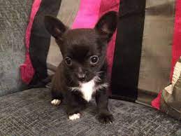 Check spelling or type a new query. Deer Head Chihuahua Puppies For Sale Petsidi