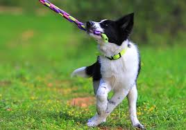 4 Best Tug Toys To Play Tug Of War With Your Dog 28 Tested In 2020 Dogs Your Dog Best Dogs