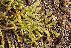 Image result for Panicum pilgerianum