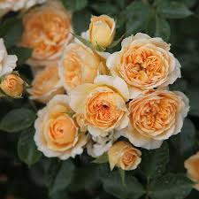 Buy Rose Happy Birthday Patio Rosa Happy Birthday 19 99 Delivery By Crocus Great new birthday gif images! rosa happy birthday