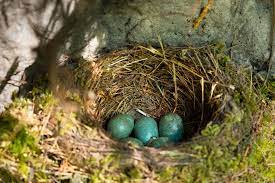 In dieser zeit kann es bei amseln zu drei bruten kommen, manchmal sogar zu fünf, mit je drei bis sechs blaugrünen eiern. Brutzeit Von Amseln Wann Bruten Die Vogel Im Garten